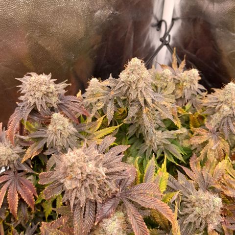 Gorilla Sherbet  growlog timeline photo