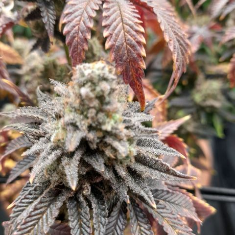 Gorilla Sherbet  growlog timeline photo