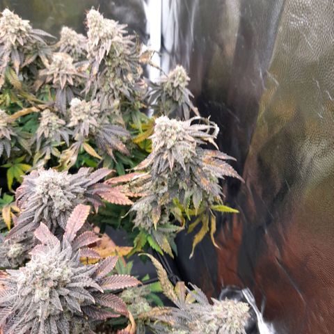 Gorilla Sherbet  growlog timeline photo