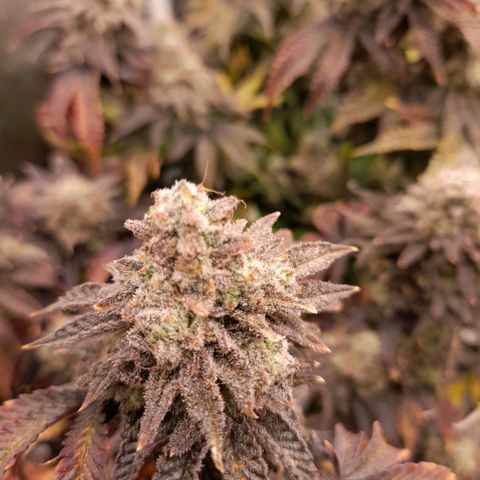 Gorilla Sherbet  growlog timeline photo