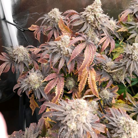 Gorilla Sherbet  growlog timeline photo