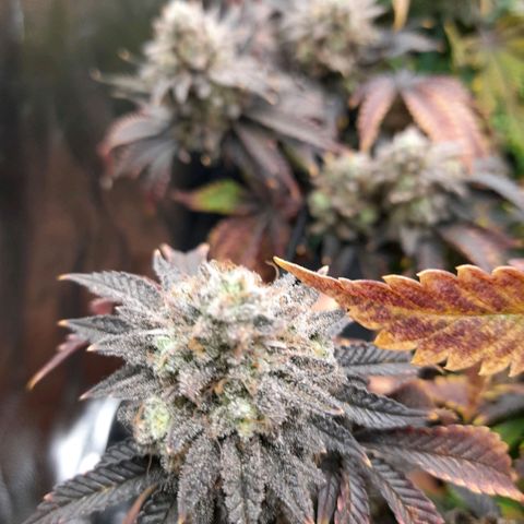 Gorilla Sherbet  growlog timeline photo