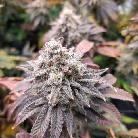 Gorilla Sherbet  growlog timeline photo