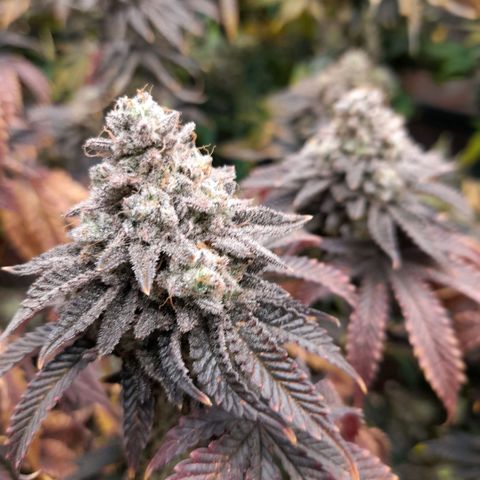 Gorilla Sherbet  growlog timeline photo