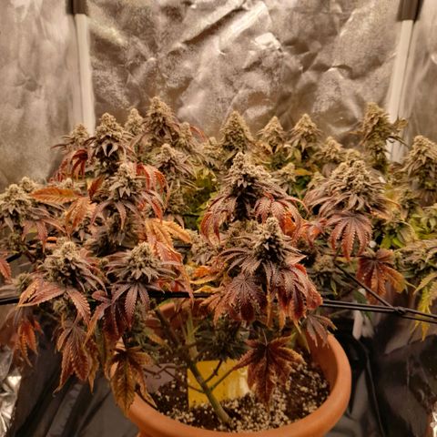 Gorilla Sherbet  growlog timeline photo