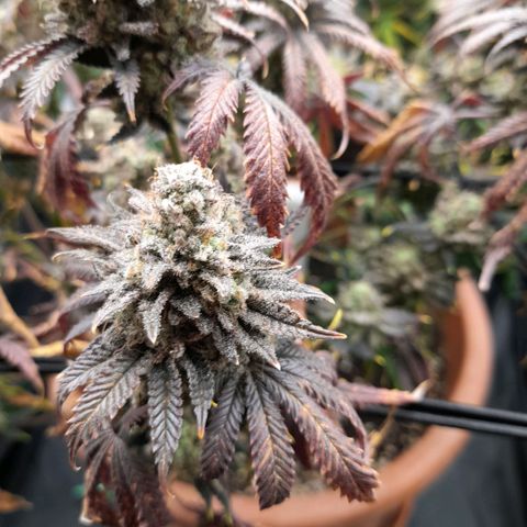 Gorilla Sherbet  growlog timeline photo