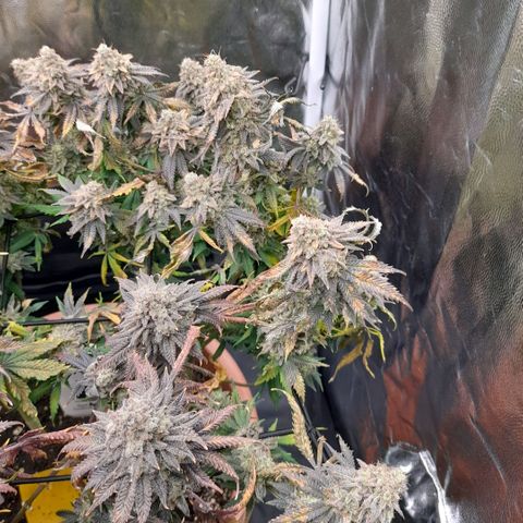 Gorilla Sherbet  growlog timeline photo