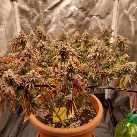 Gorilla Sherbet  growlog timeline photo