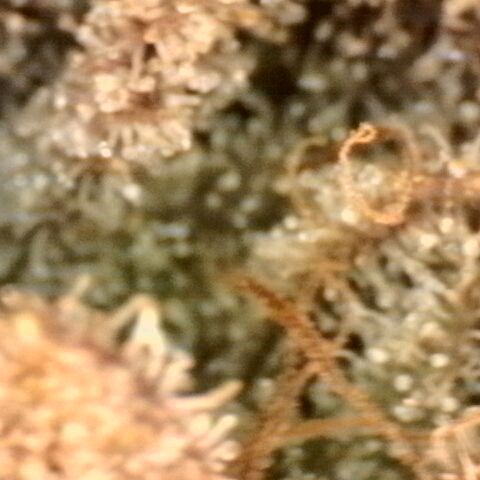 Gorilla Sherbet  growlog timeline photo