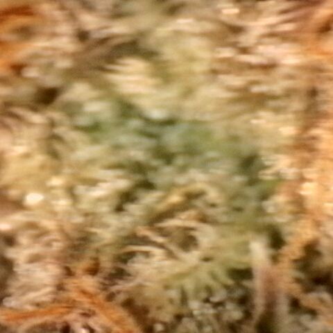 Gorilla Sherbet  growlog timeline photo