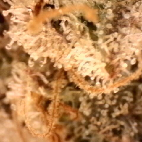 Gorilla Sherbet  growlog timeline photo