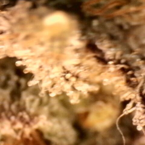 Gorilla Sherbet  growlog timeline photo