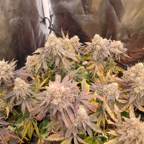 Gorilla Sherbet  growlog timeline photo