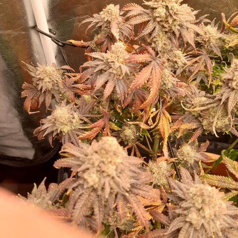Gorilla Sherbet  growlog timeline photo