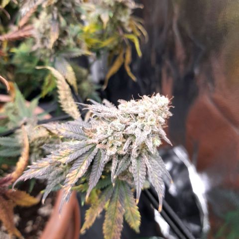 Gorilla Sherbet  growlog timeline photo