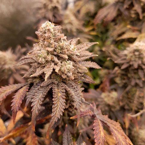 Gorilla Sherbet  growlog timeline photo