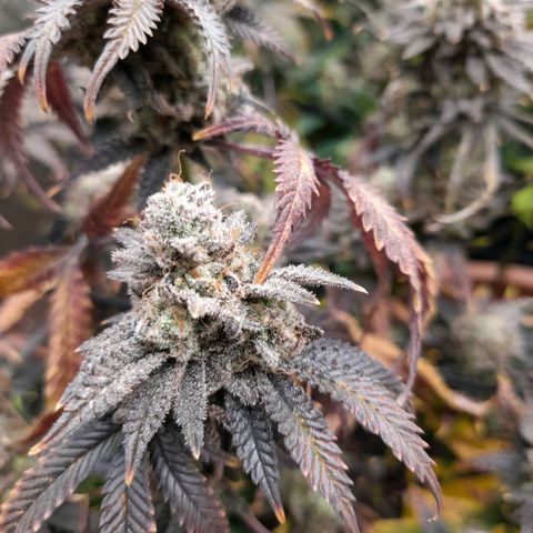 Gorilla Sherbet  growlog timeline photo