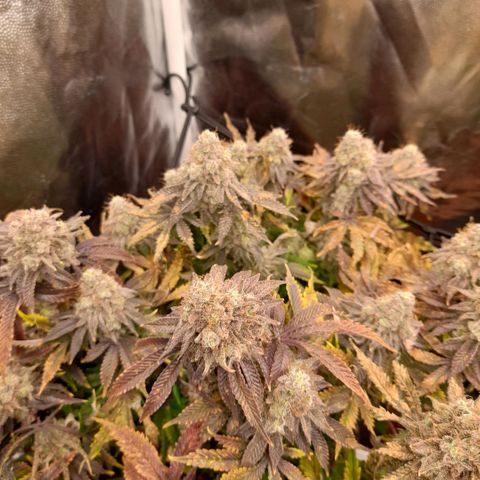 Gorilla Sherbet  growlog timeline photo