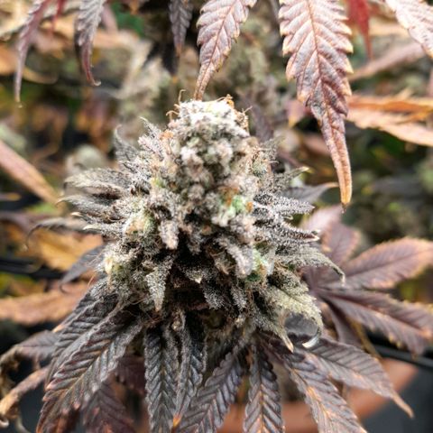 Gorilla Sherbet  growlog timeline photo