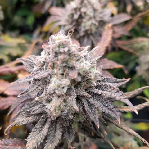 Gorilla Sherbet  growlog timeline photo