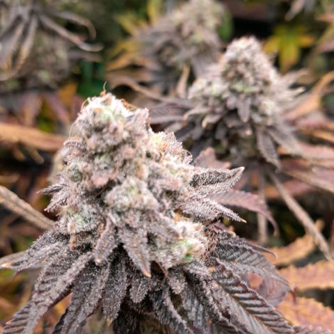 Gorilla Sherbet  growlog timeline photo