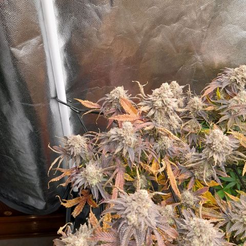 Gorilla Sherbet  growlog timeline photo