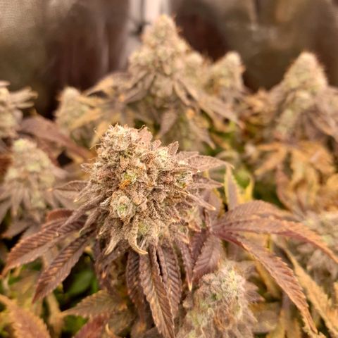 Gorilla Sherbet  growlog timeline photo