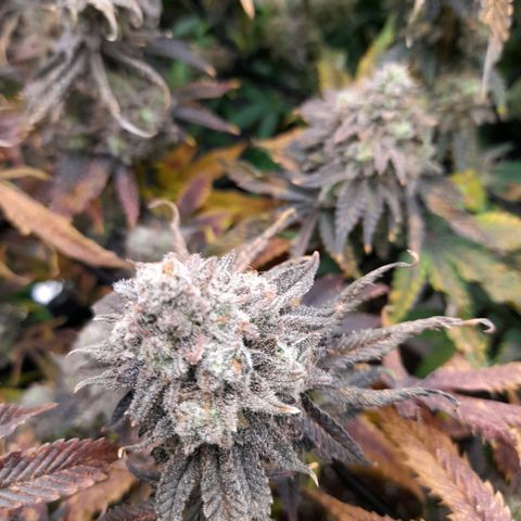 Gorilla Sherbet  growlog timeline photo