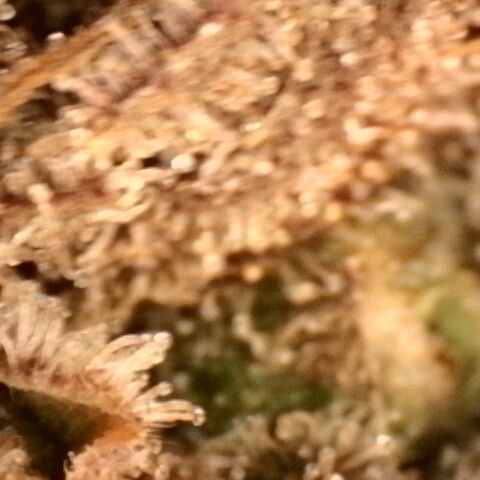 Gorilla Sherbet  growlog timeline photo