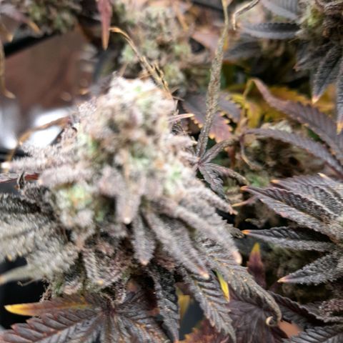 Gorilla Sherbet  growlog timeline photo