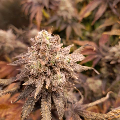Gorilla Sherbet  growlog timeline photo