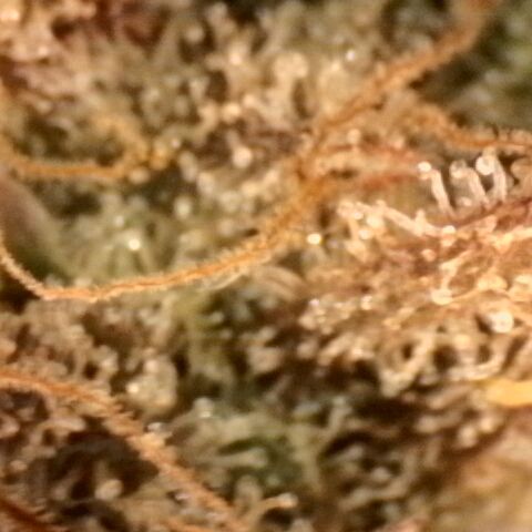 Gorilla Sherbet  growlog timeline photo