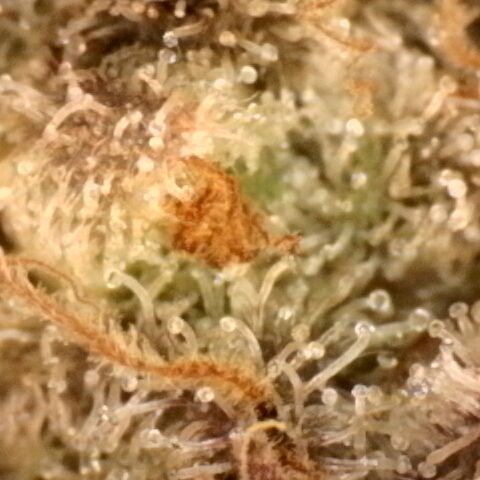 Gorilla Sherbet  growlog timeline photo