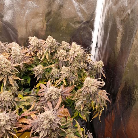 Gorilla Sherbet  growlog timeline photo