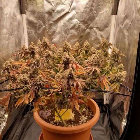 Gorilla Sherbet  growlog timeline photo