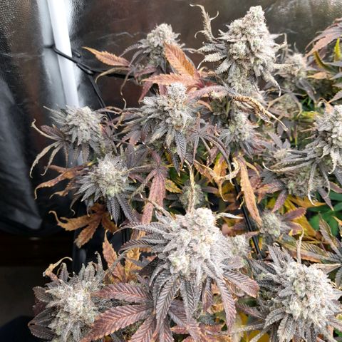 Gorilla Sherbet  growlog timeline photo
