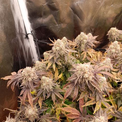 Gorilla Sherbet  growlog timeline photo