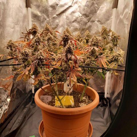 Gorilla Sherbet  growlog timeline photo
