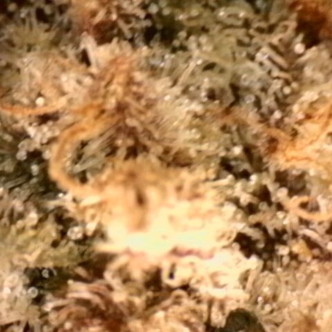 Gorilla Sherbet  growlog timeline photo