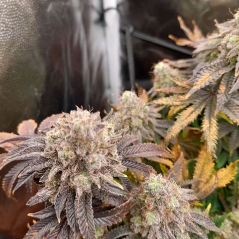 Gorilla Sherbet  growlog timeline photo