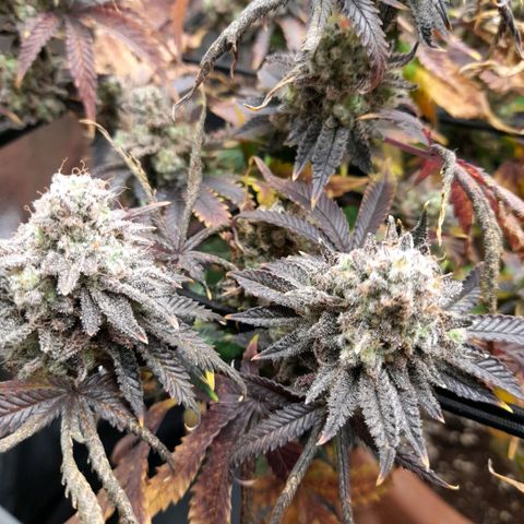Gorilla Sherbet  growlog timeline photo