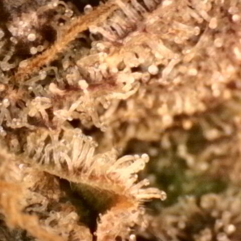 Gorilla Sherbet  growlog timeline photo