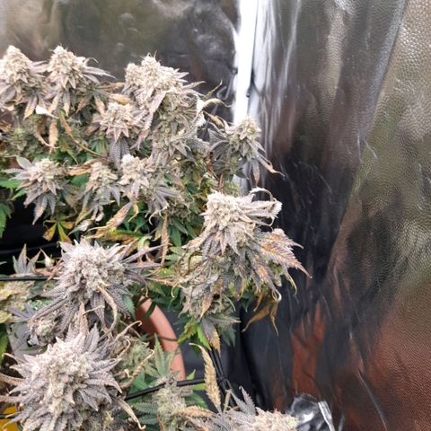 Gorilla Sherbet  growlog timeline photo