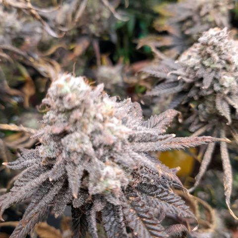 Gorilla Sherbet  growlog timeline photo