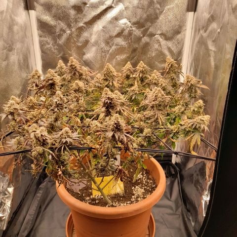 Gorilla Sherbet  growlog timeline photo