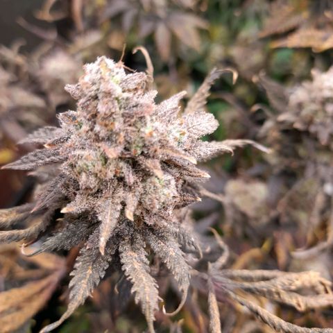 Gorilla Sherbet  growlog timeline photo