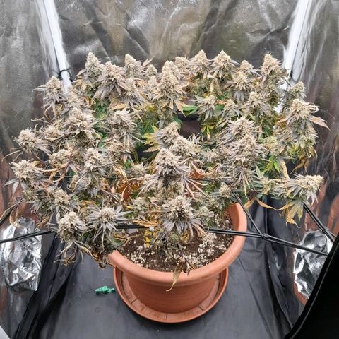 Gorilla Sherbet  growlog timeline photo