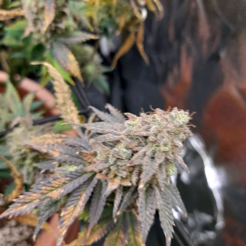 Gorilla Sherbet  growlog timeline photo