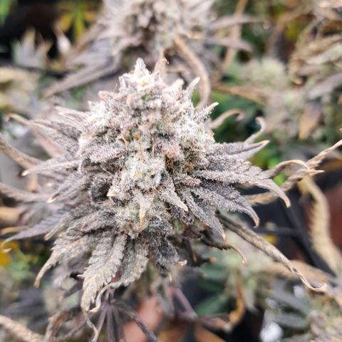 Gorilla Sherbet  growlog timeline photo
