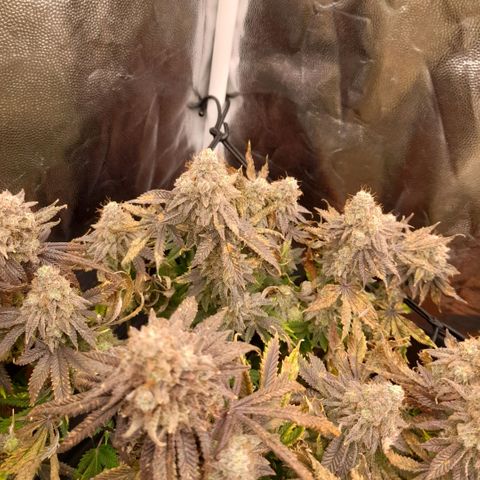 Gorilla Sherbet  growlog timeline photo